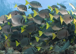  Yellow tail Surgeonfish. Santiago. Galapagos. D200, 10.5mm. by Derek Haslam 